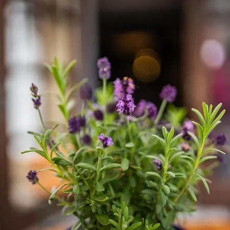 Alte Schmiede G*** Lückendorf Gasthof Luftkurort Lückendorf