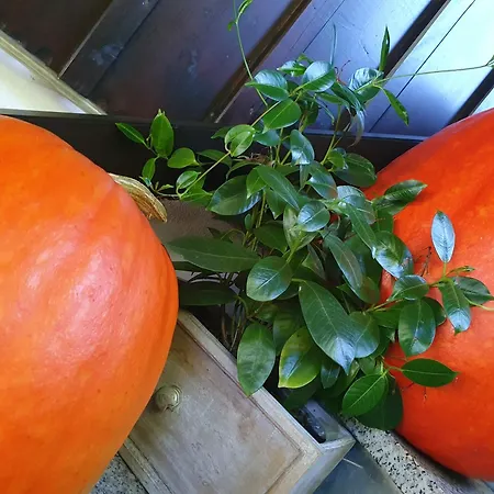 Inn Alte Schmiede G*** Lueckendorf Luftkurort Luckendorf