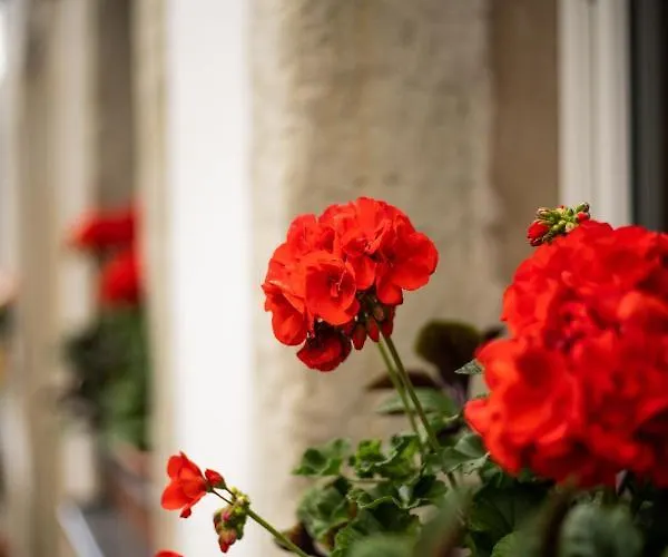 Inn Alte Schmiede G*** Lueckendorf Luftkurort Luckendorf