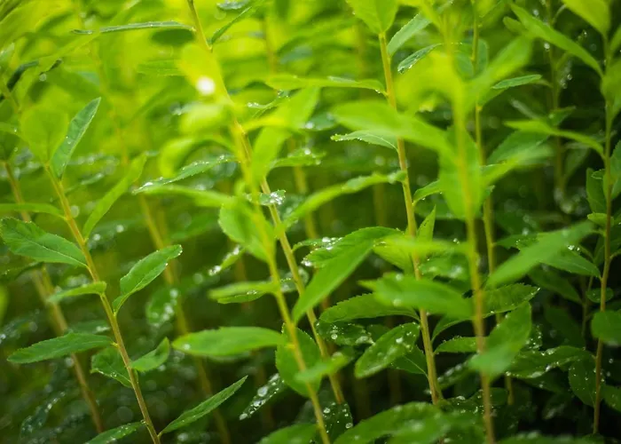 Alte Schmiede G*** Lueckendorf 3*